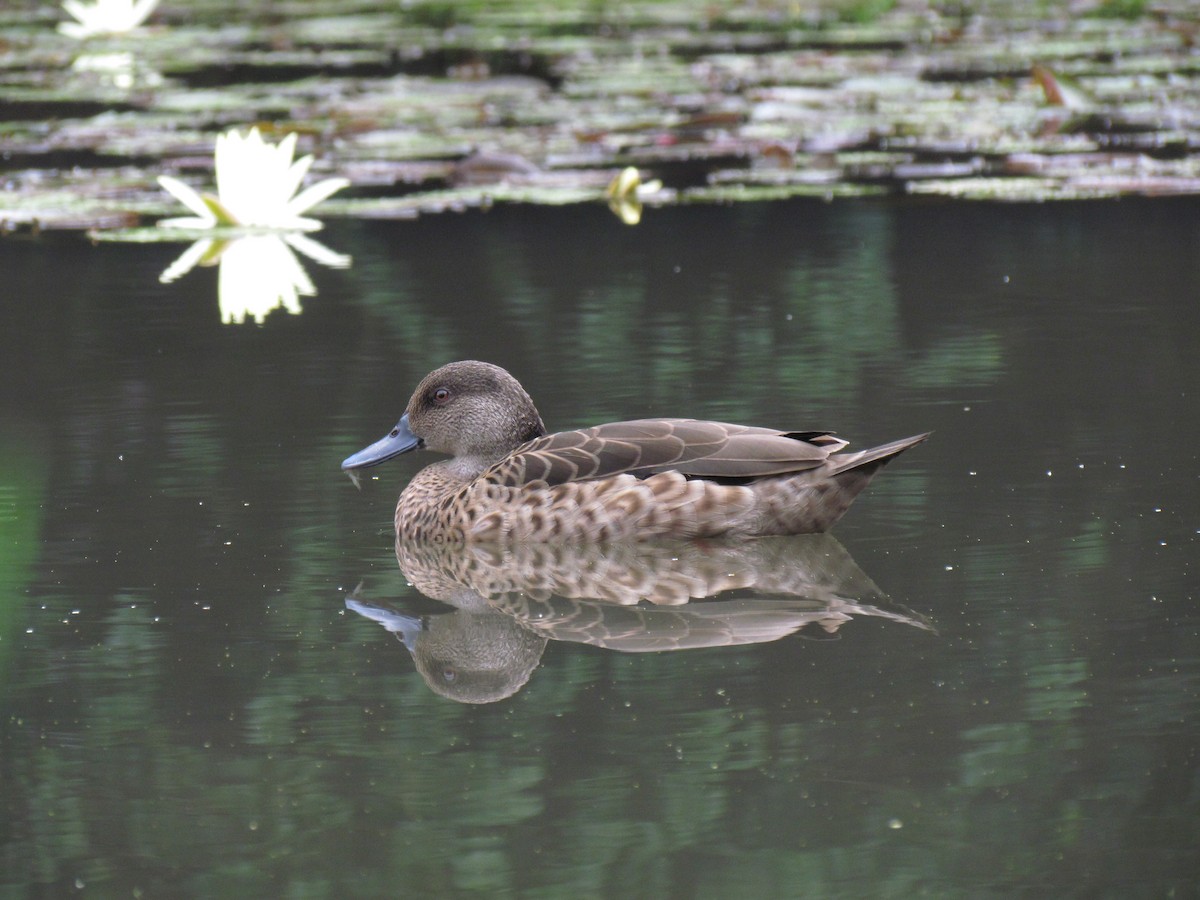 bird sp. - ML205764051