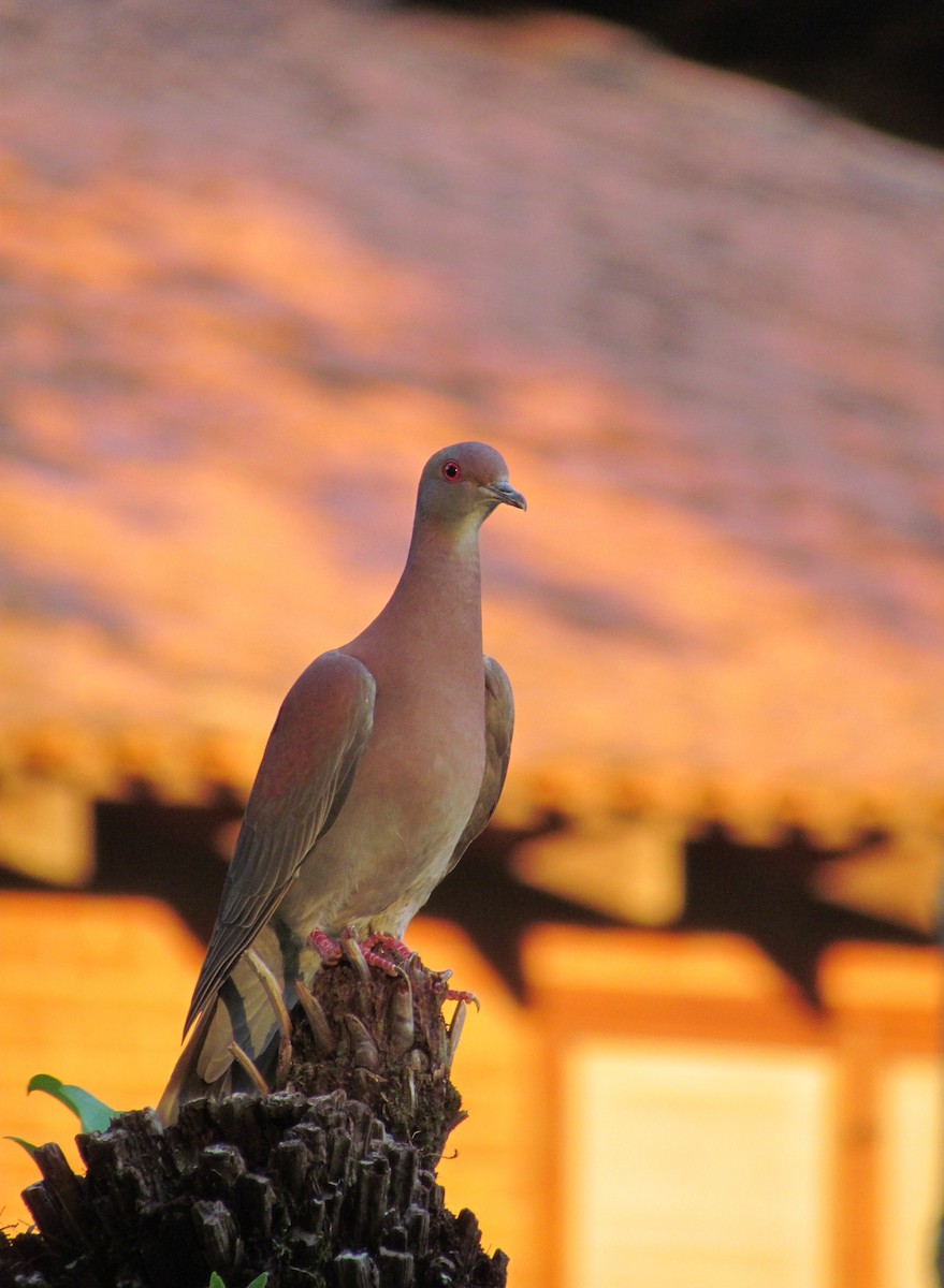 Pale-vented Pigeon - ML205764061