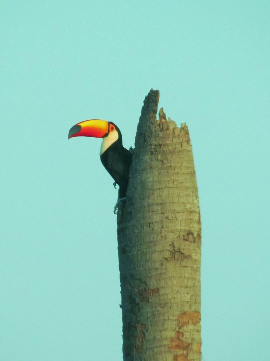 Toco Toucan - ML205764071