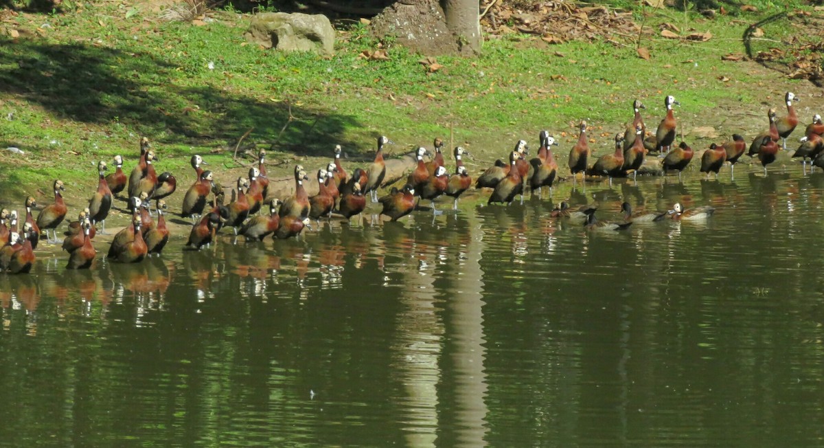 White-faced Whistling-Duck - ML205764101