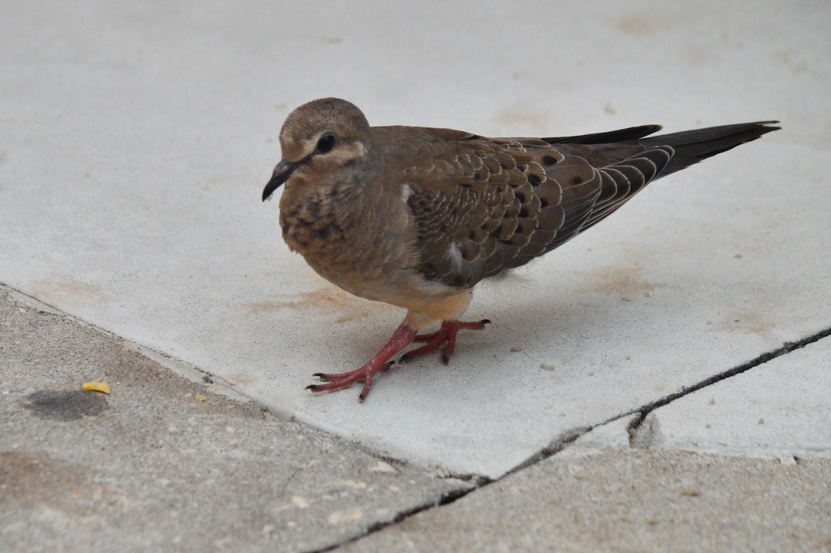 Mourning Dove - ML205764111