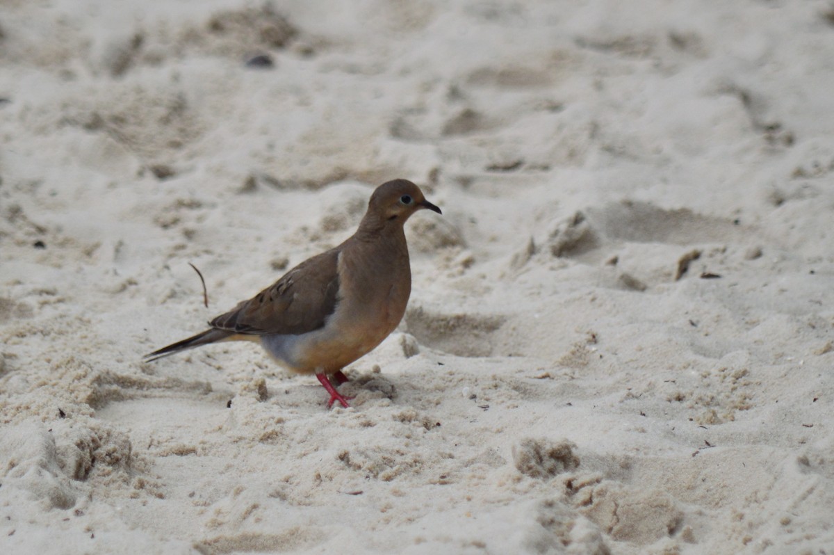 Mourning Dove - ML205764121