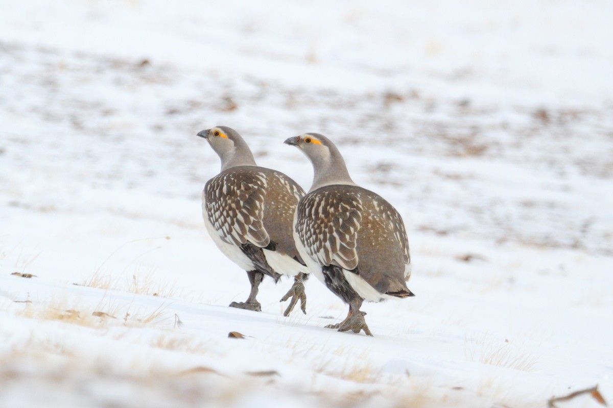 Altai Snowcock - ML205764131