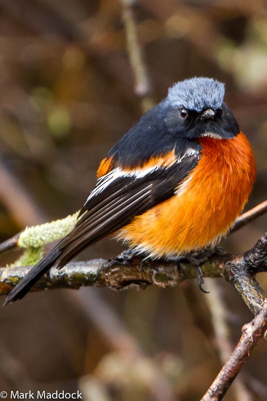 White-throated Redstart - Mark Maddock