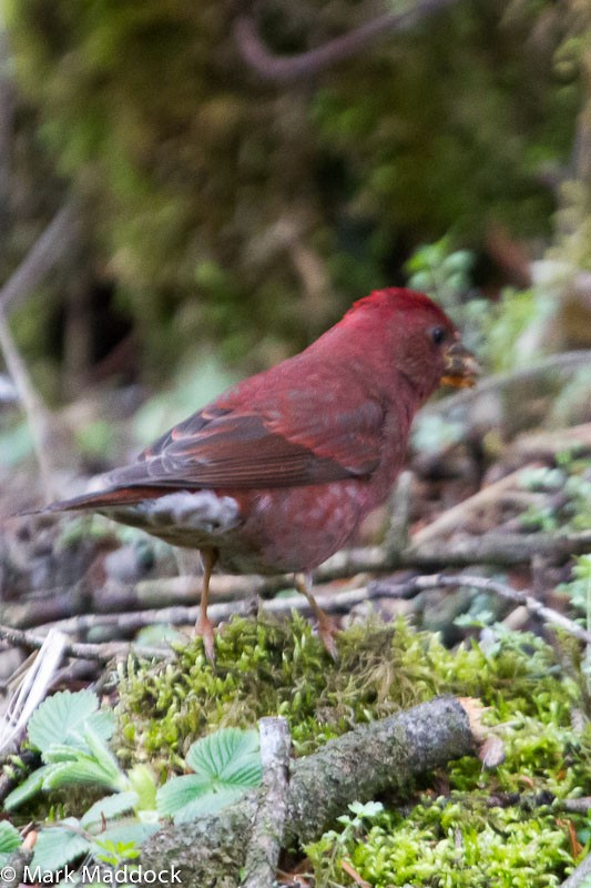 Blanford's Rosefinch - Mark Maddock