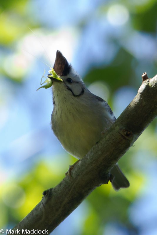 Taiwan Yuhina - Mark Maddock