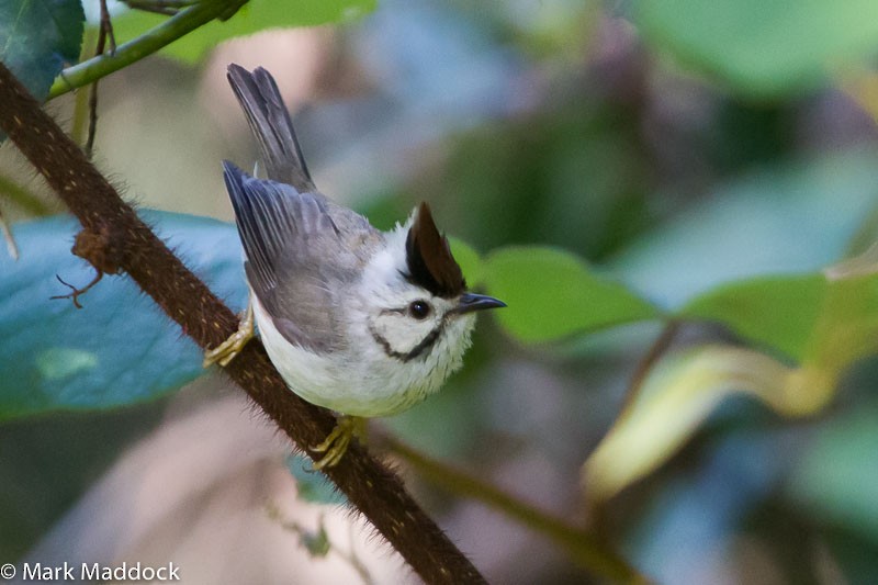 Taiwan Yuhina - Mark Maddock