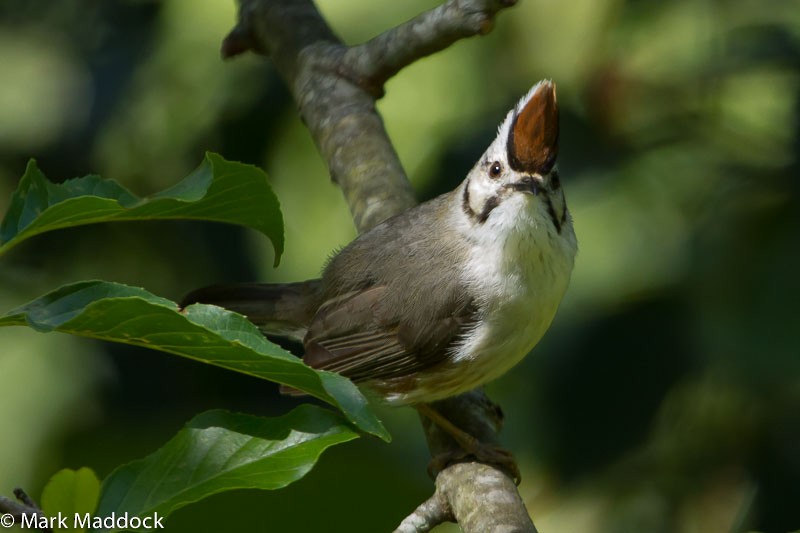 Taiwan Yuhina - Mark Maddock