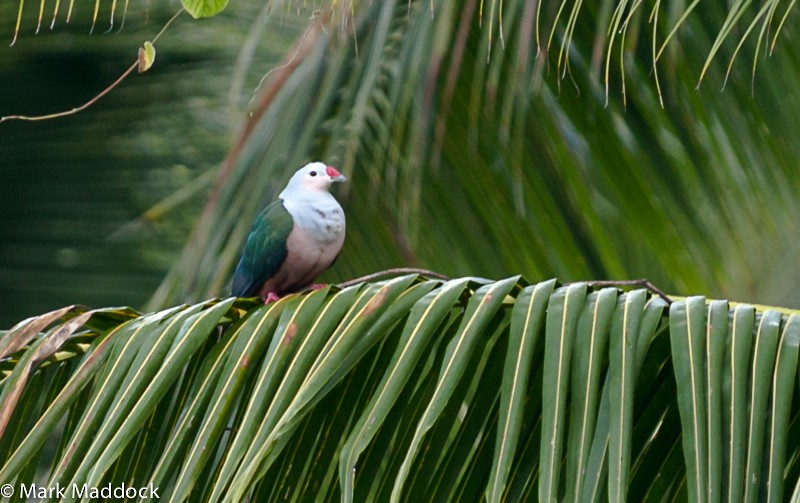 Dúcula Cerirrubra (rufigula) - ML205764441