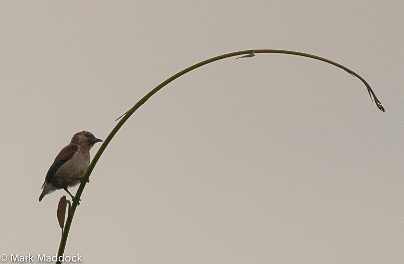 Mottled Flowerpecker - Mark Maddock