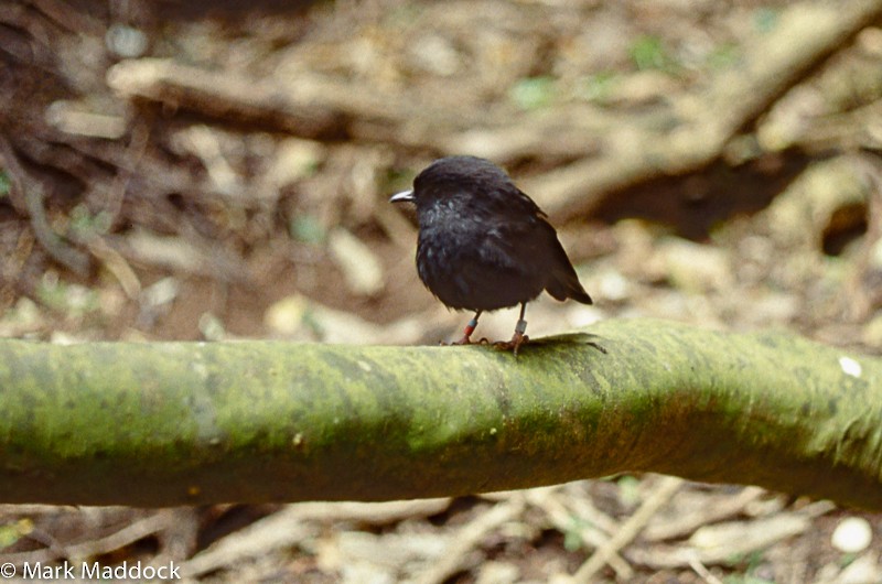 Black Robin - ML205764481