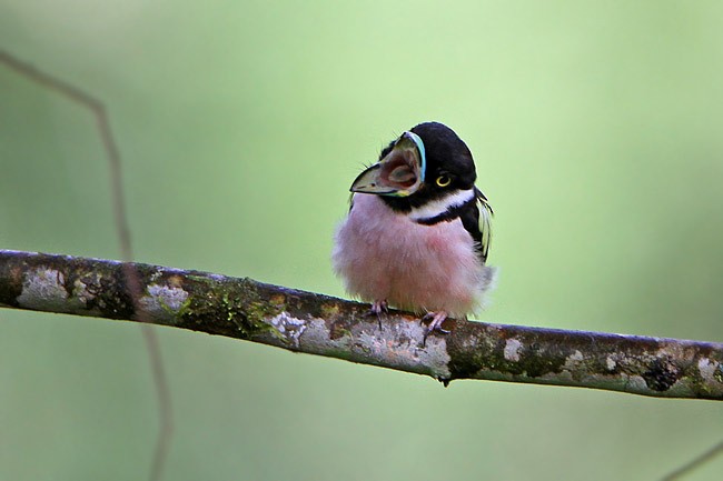 Black-and-yellow Broadbill - ML205764531