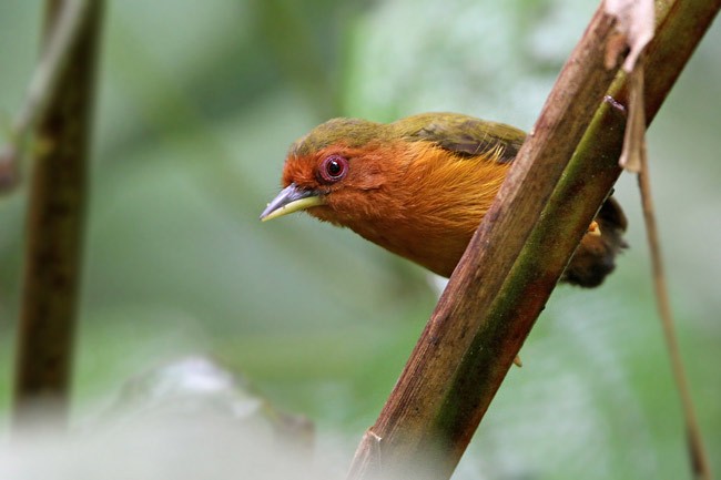 Rufous Piculet - ML205764541