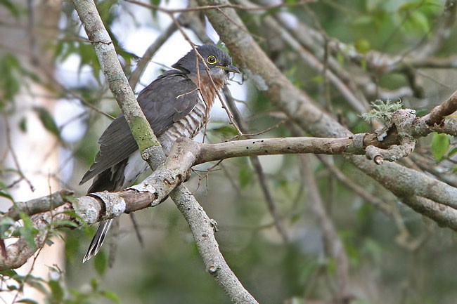 Dark Hawk-Cuckoo - ML205764561