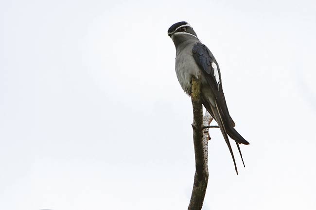 Vencejo Arborícola Bigotudo - ML205764641