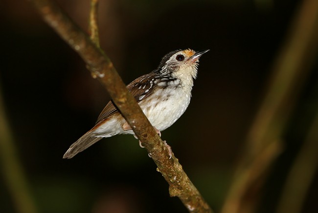 Striped Wren-Babbler - ML205764821