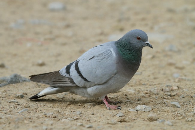 Pigeon des rochers - ML205764881