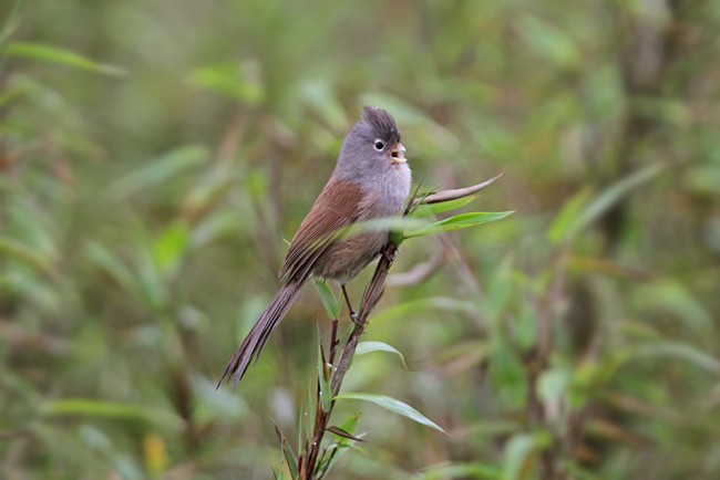 Gray-hooded Parrotbill - ML205764891