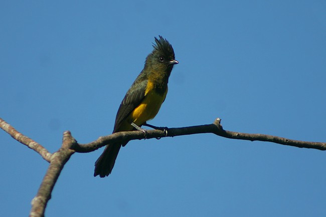 Sultan Tit (Black-crested) - ML205765101