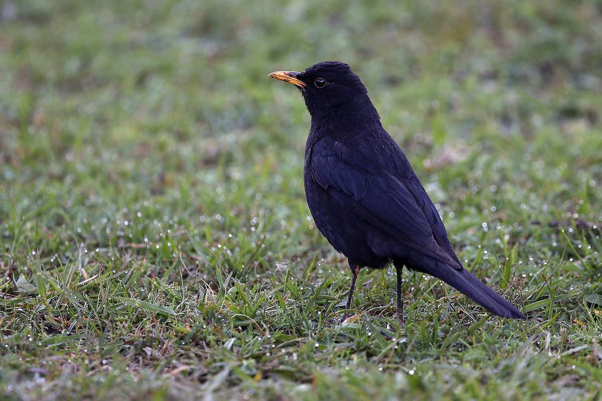 Tibetan Blackbird - ML205765381