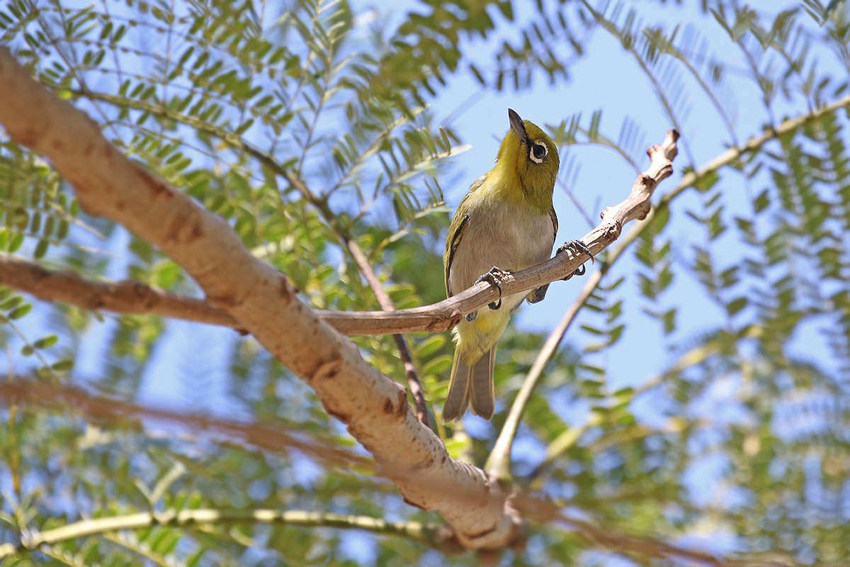 Ashy-bellied White-eye - ML205765581