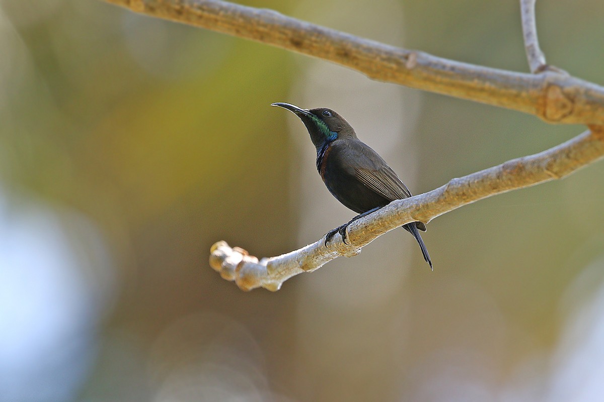 Flores Sea Sunbird - James Eaton