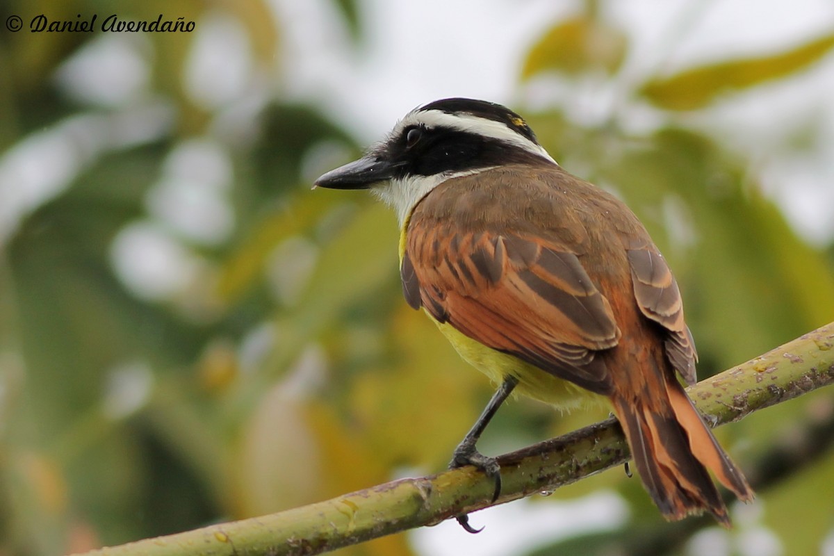 Great Kiskadee - ML205766091