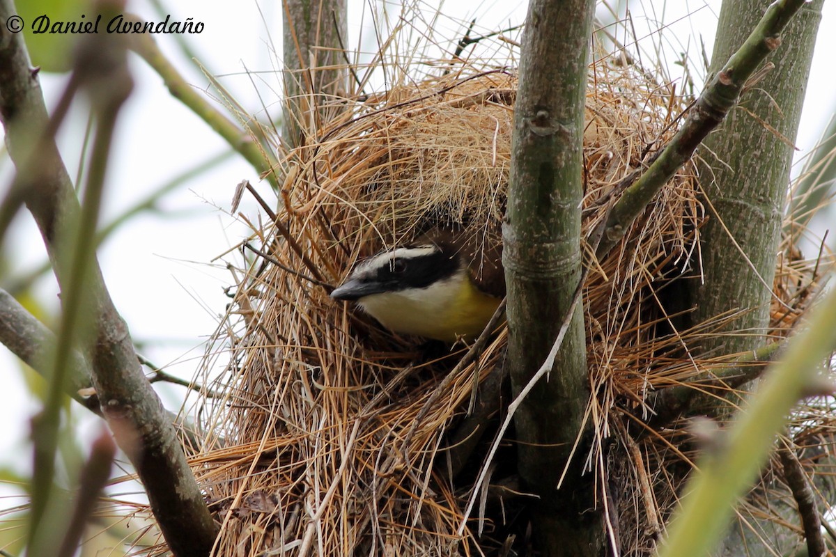 Great Kiskadee - Daniel Avendaño