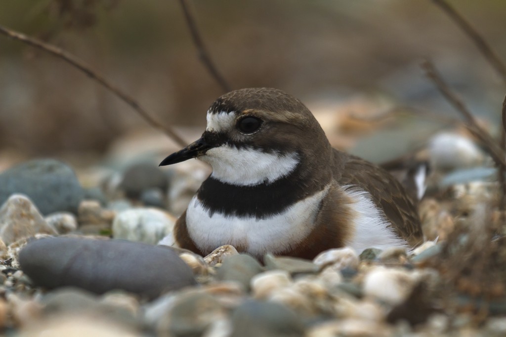 Double-banded Plover - ML205766501