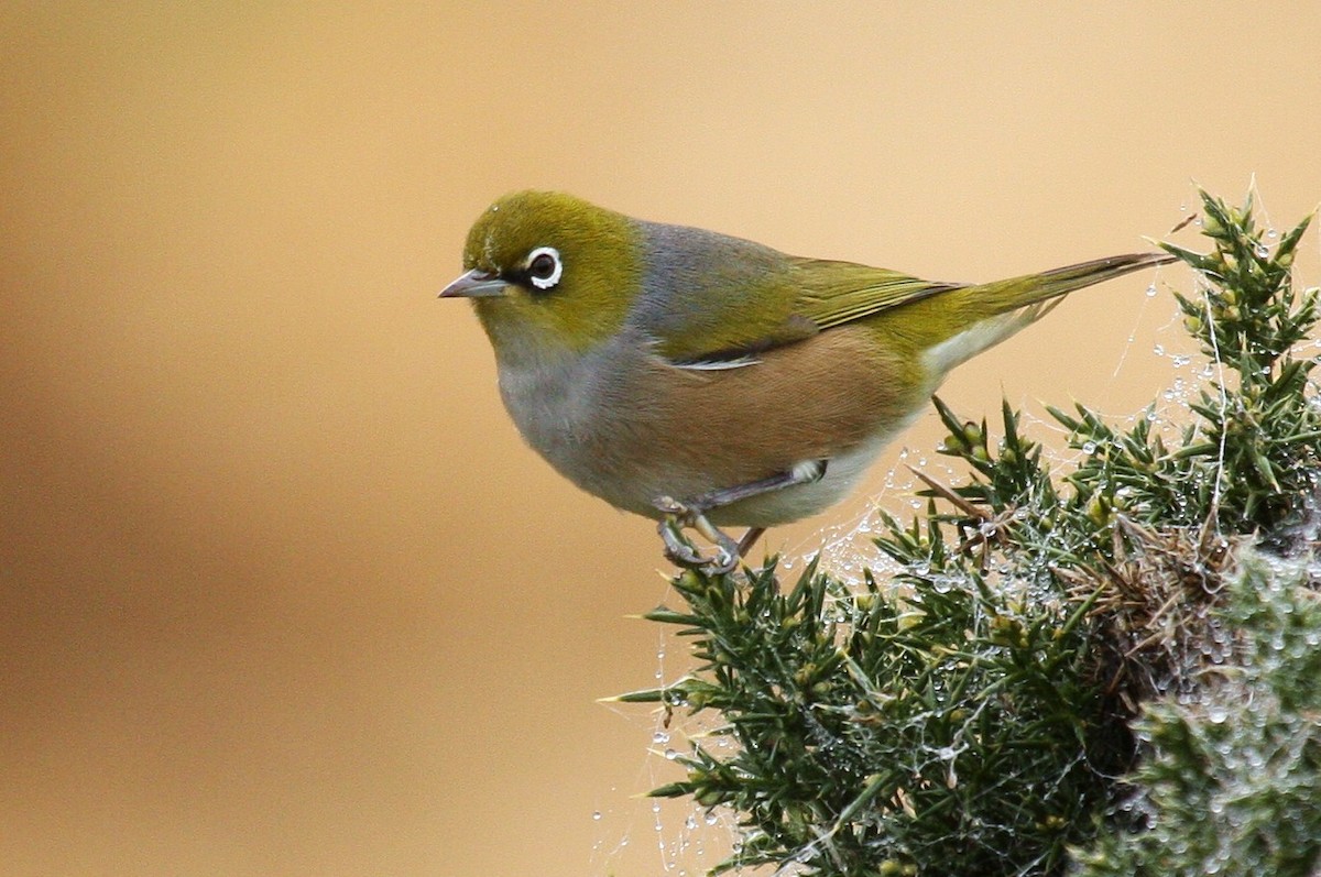 Silvereye - ML205766651