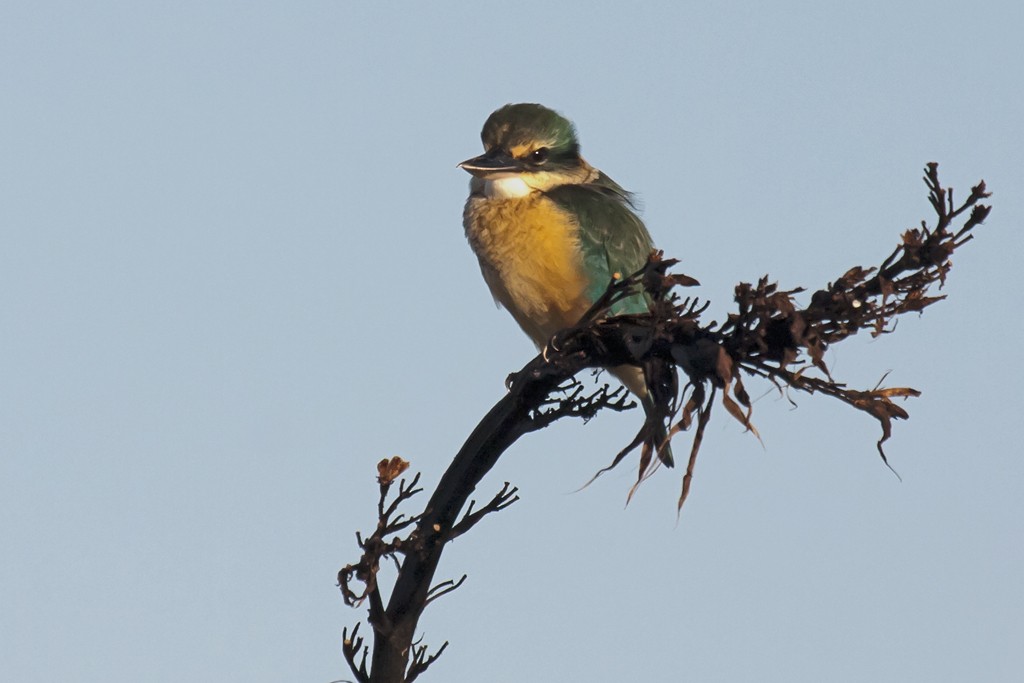 Sacred Kingfisher (New Zealand) - ML205766681