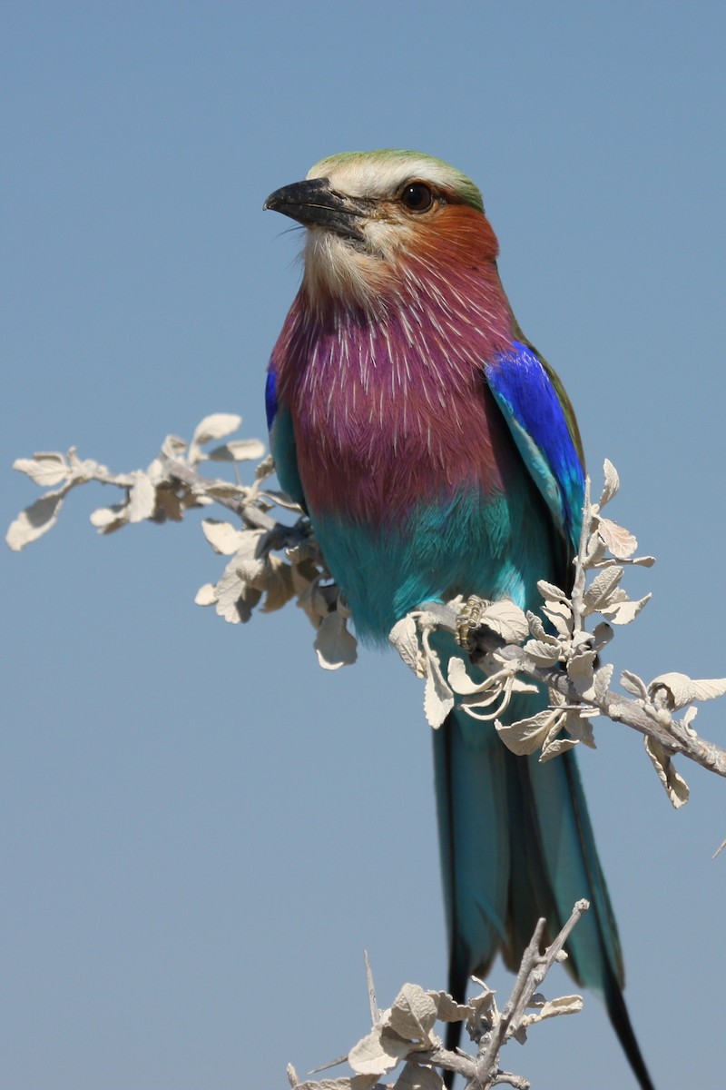 Lilac-breasted Roller (Lilac-breasted) - Glenda Rees