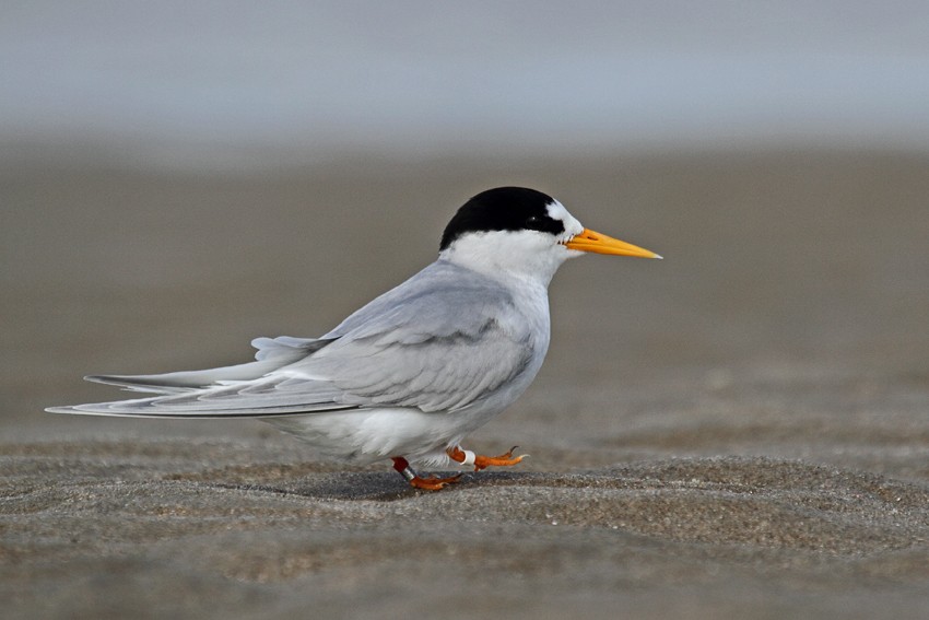 Australian Fairy Tern - ML205766891