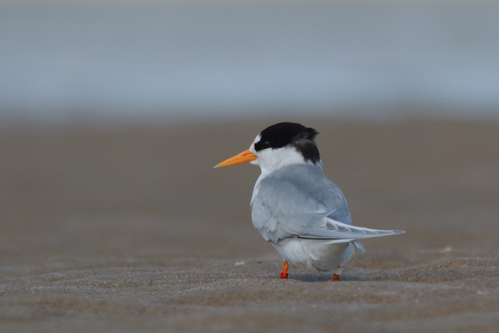 Australian Fairy Tern - ML205766901