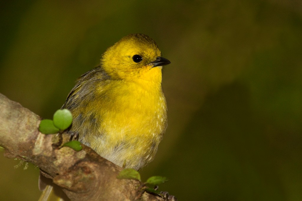 Yellowhead - Glenda Rees