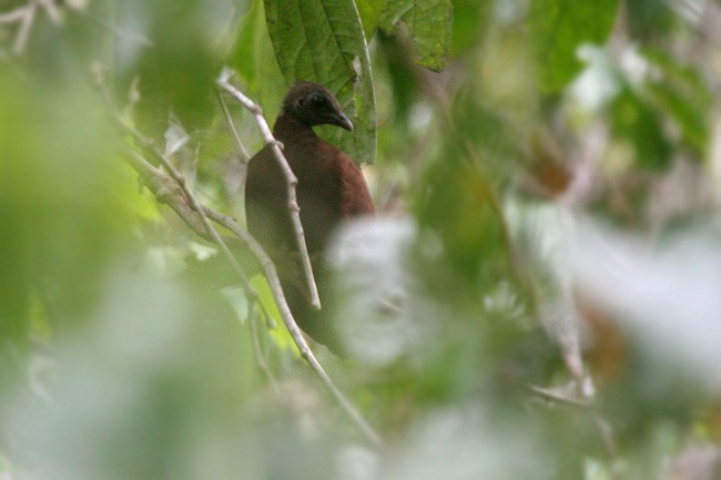 Sula Megapode - ML205767091