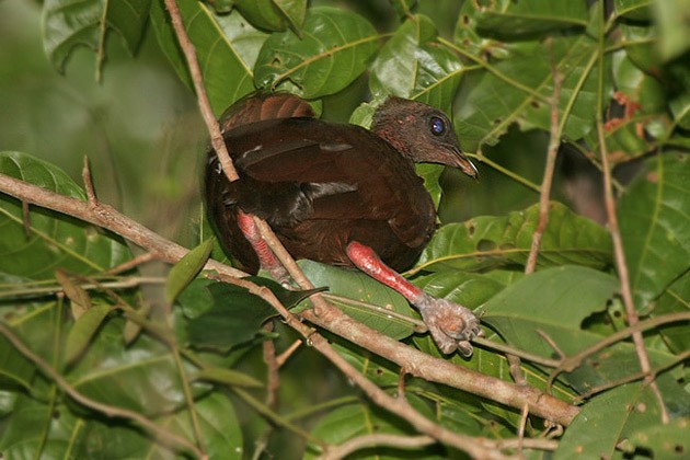 Sula Megapode - ML205767101