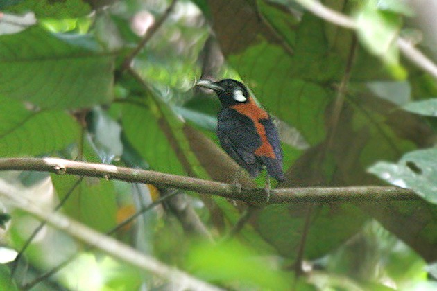 Red-and-black Thrush - ML205767121