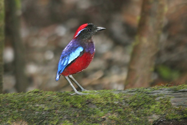 Garnet Pitta - James Eaton