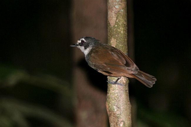 Gray-breasted Babbler - ML205767171