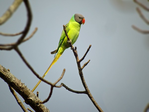 Gray-headed Parakeet - ML205767221