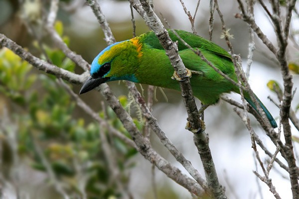 Golden-naped Barbet - ML205767271