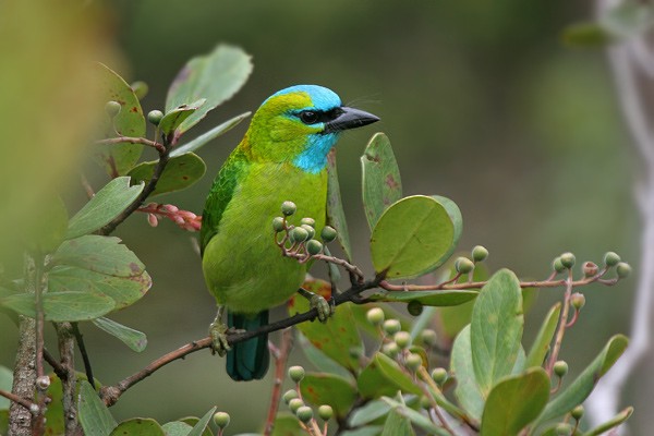 Golden-naped Barbet - ML205767281