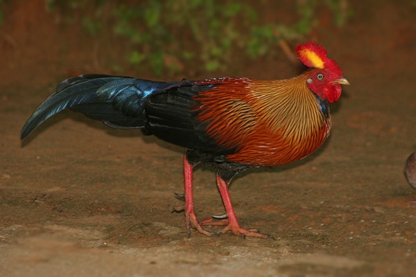 Sri Lanka Junglefowl - ML205767401