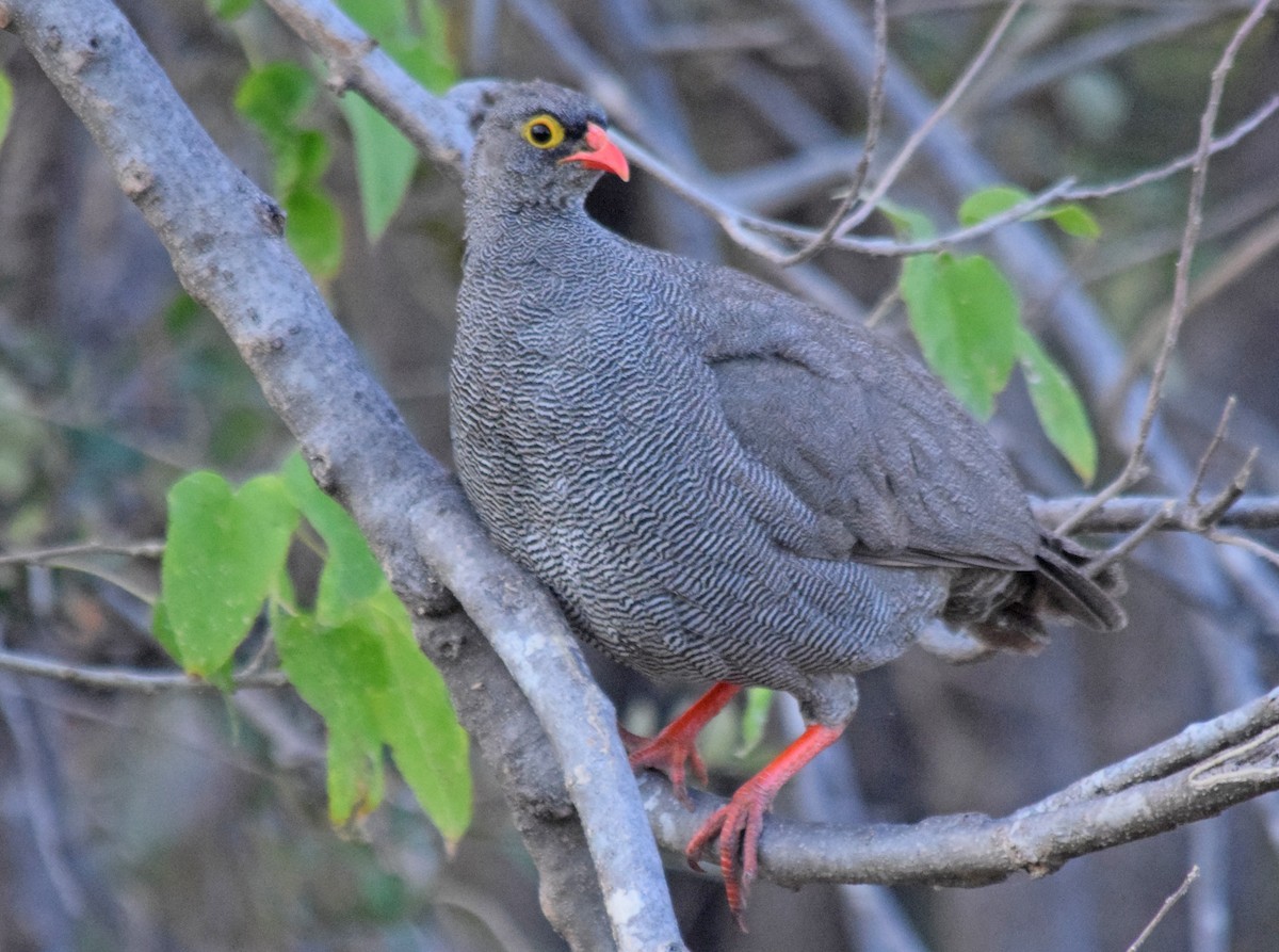 Red-billed Spurfowl - John Bruin