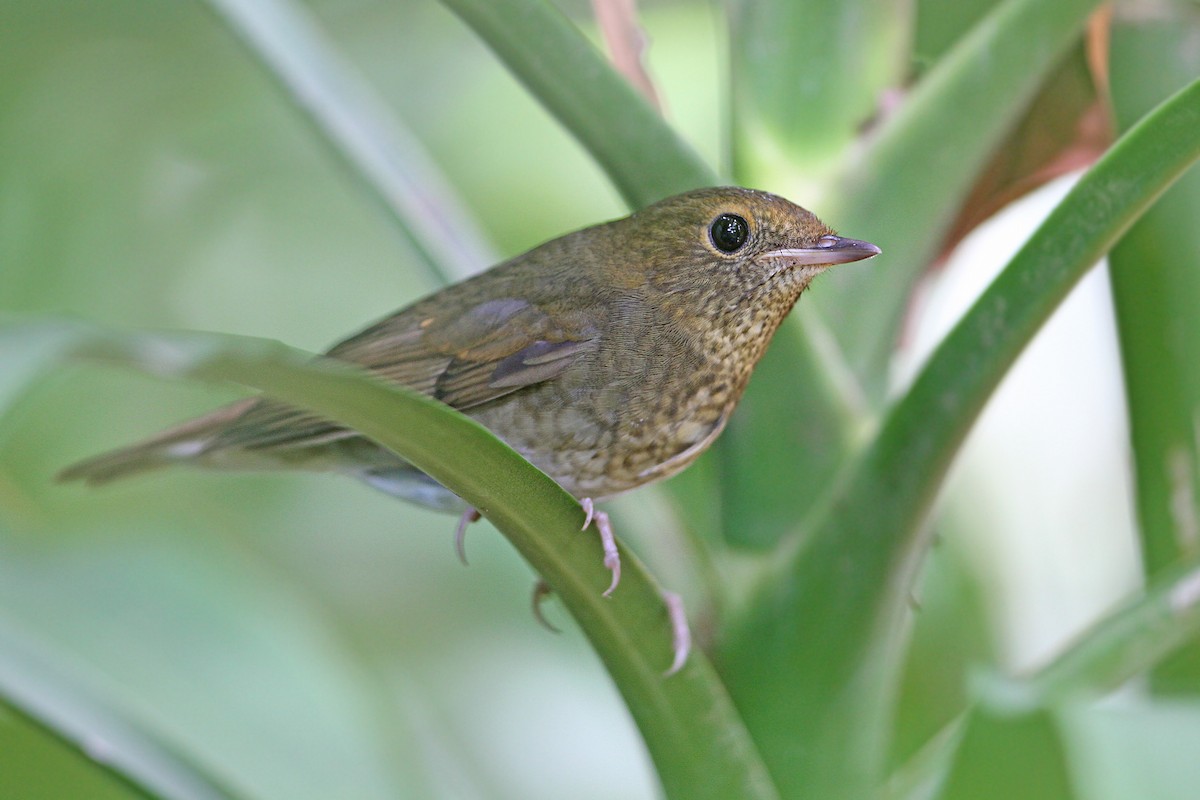 Rufous-headed Robin - ML205767711