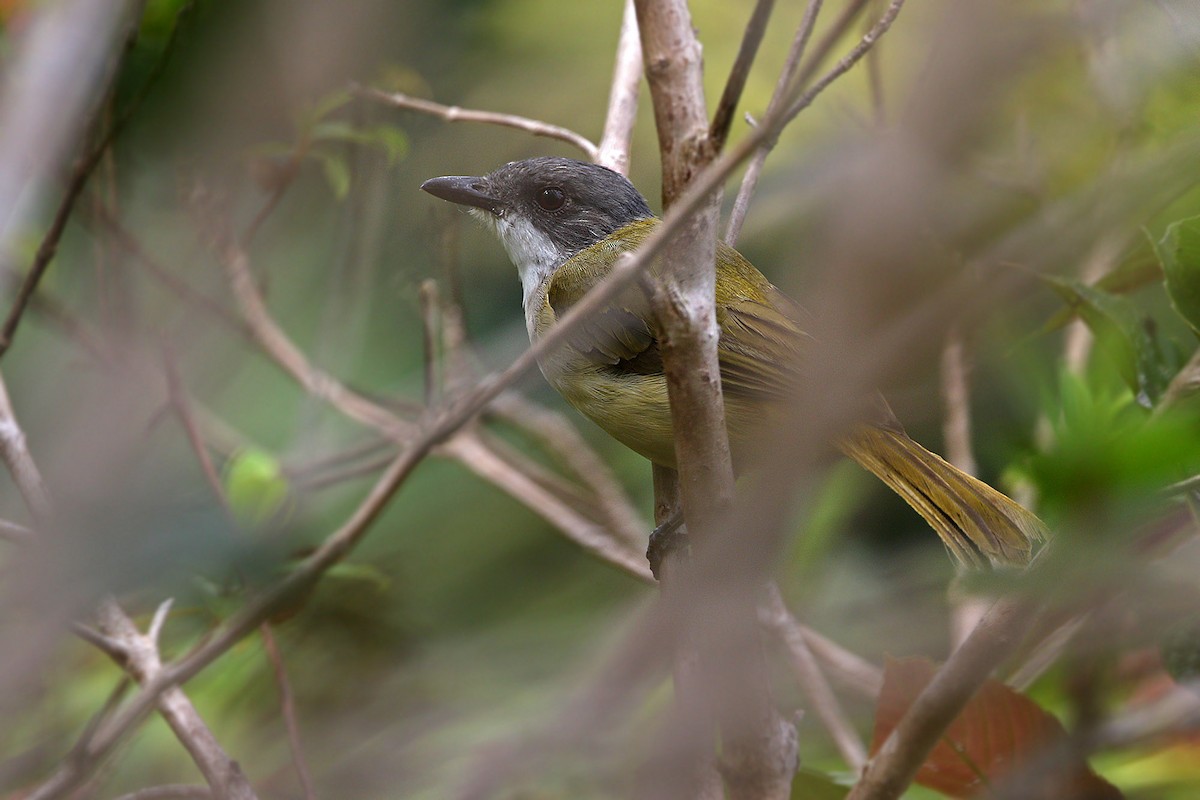 Rusty-breasted Whistler (Salayar) - ML205767821