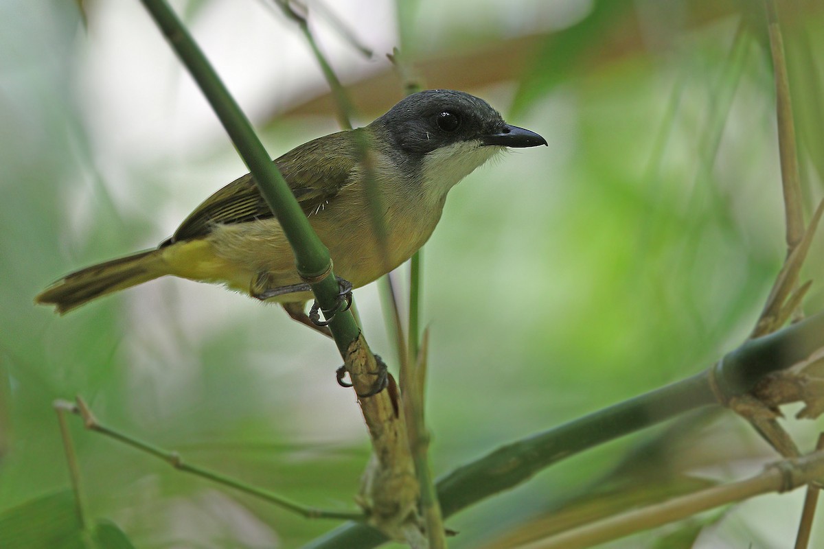 Rusty-breasted Whistler (Salayar) - ML205767831