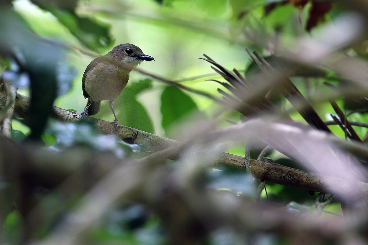 Rusty-breasted Whistler (Salayar) - ML205767841