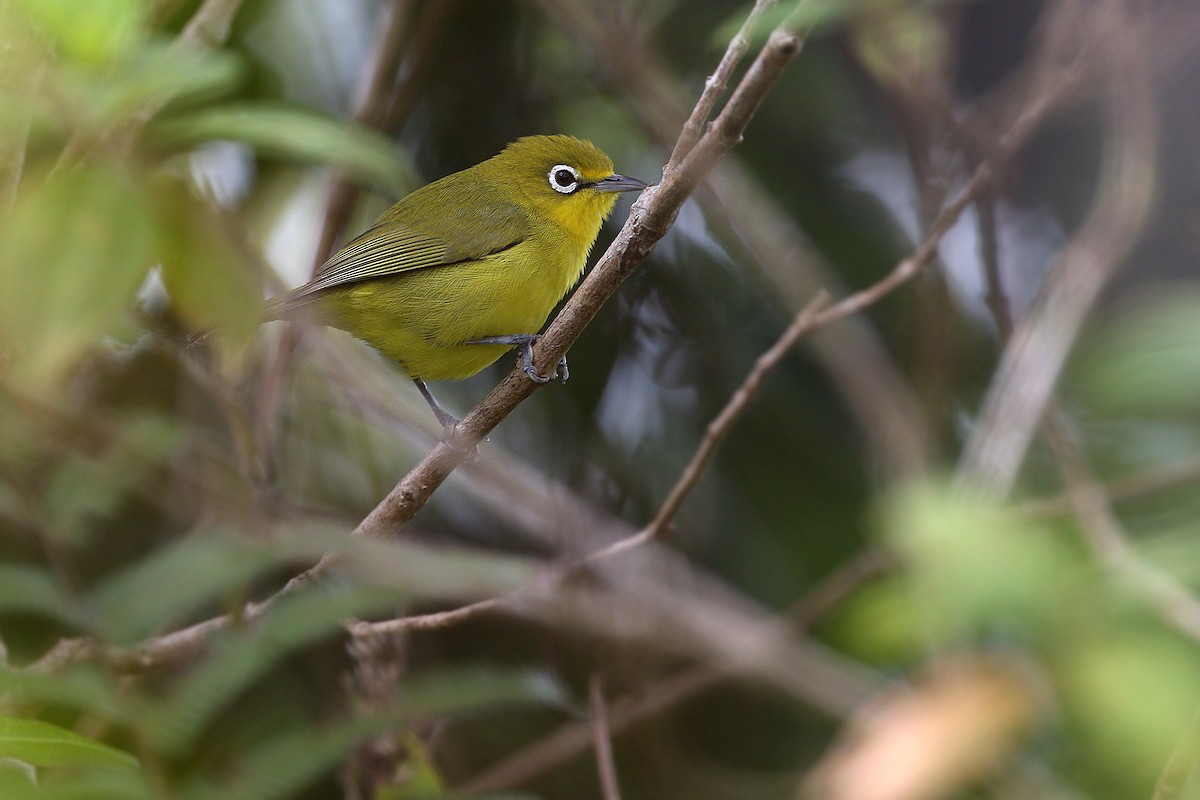 Lemon-bellied White-eye - ML205767851